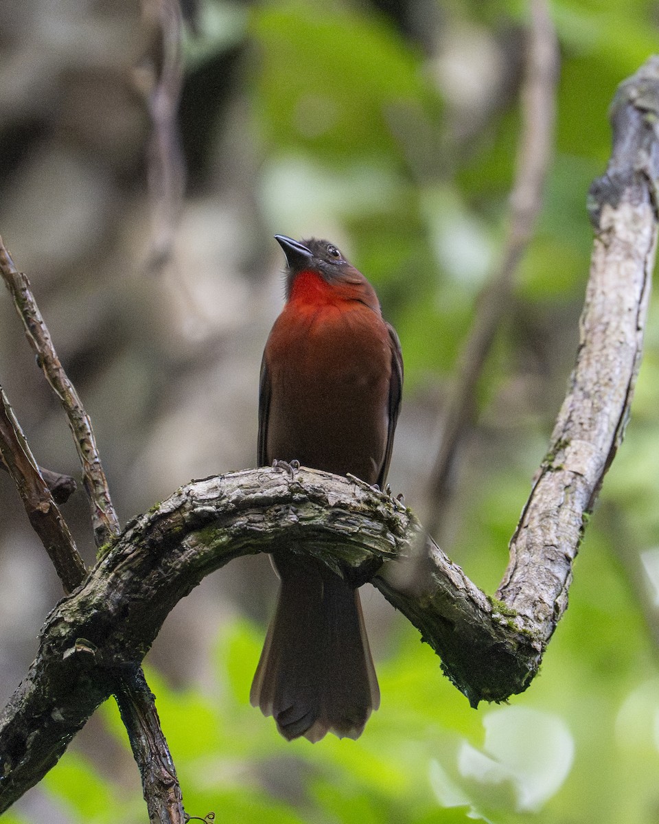 Габія червоногорла - ML646602501