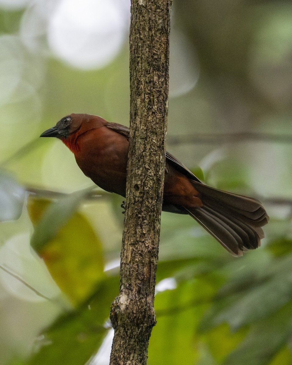 Габія червоногорла - ML646602502