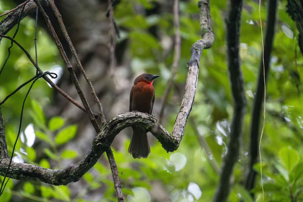 Габія червоногорла - ML646602503