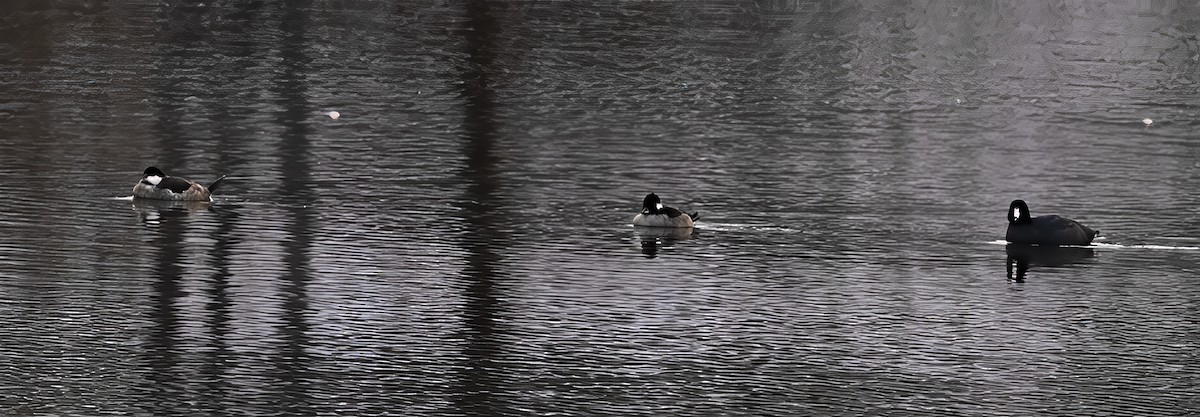 Bufflehead - ML646602505