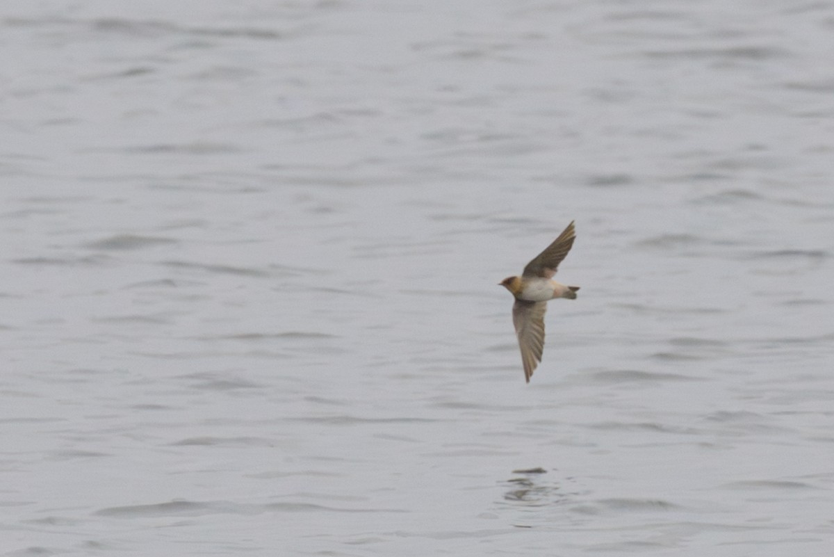 Cave Swallow - ML646602506