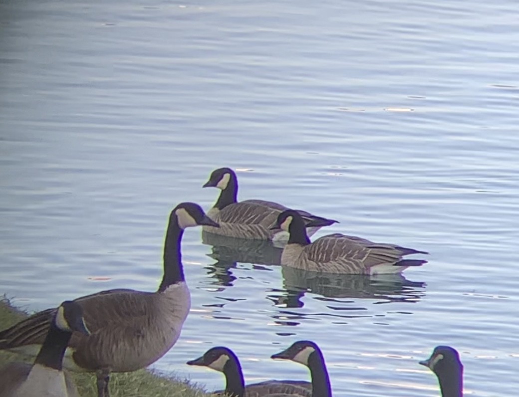 Cackling Goose - ML646602507