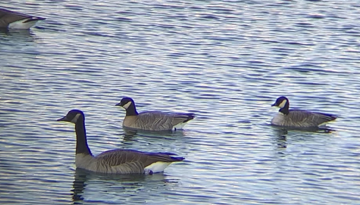 Cackling Goose - ML646602508