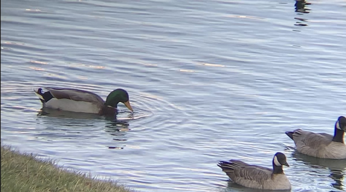 Cackling Goose - ML646602509