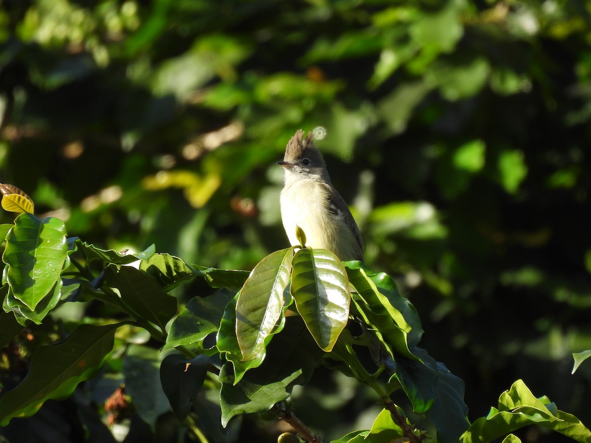 Yellow-bellied Elaenia - ML646602510