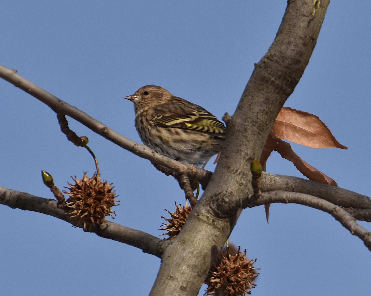 Pine Siskin - ML646602512