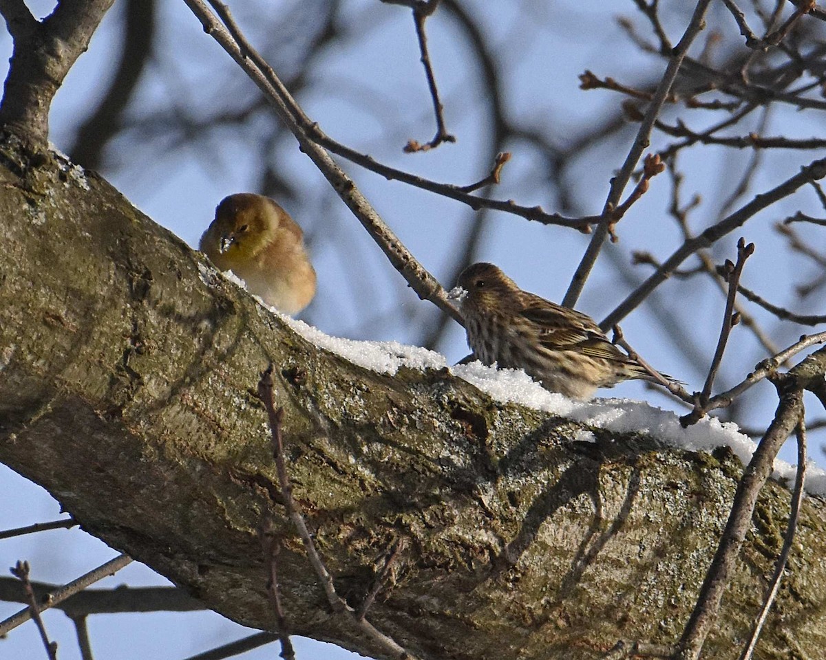 Pine Siskin - ML646602513