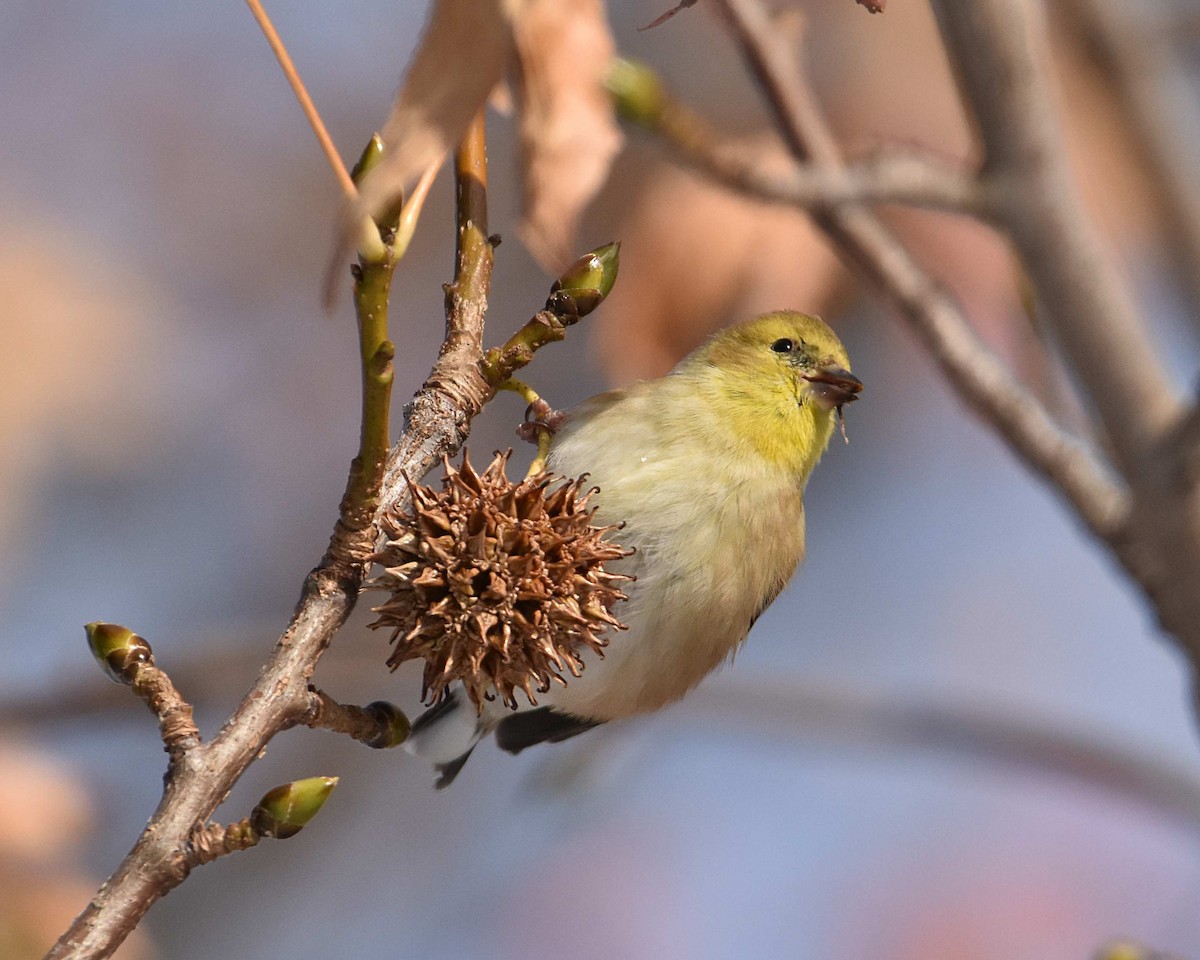 American Goldfinch - ML646602519