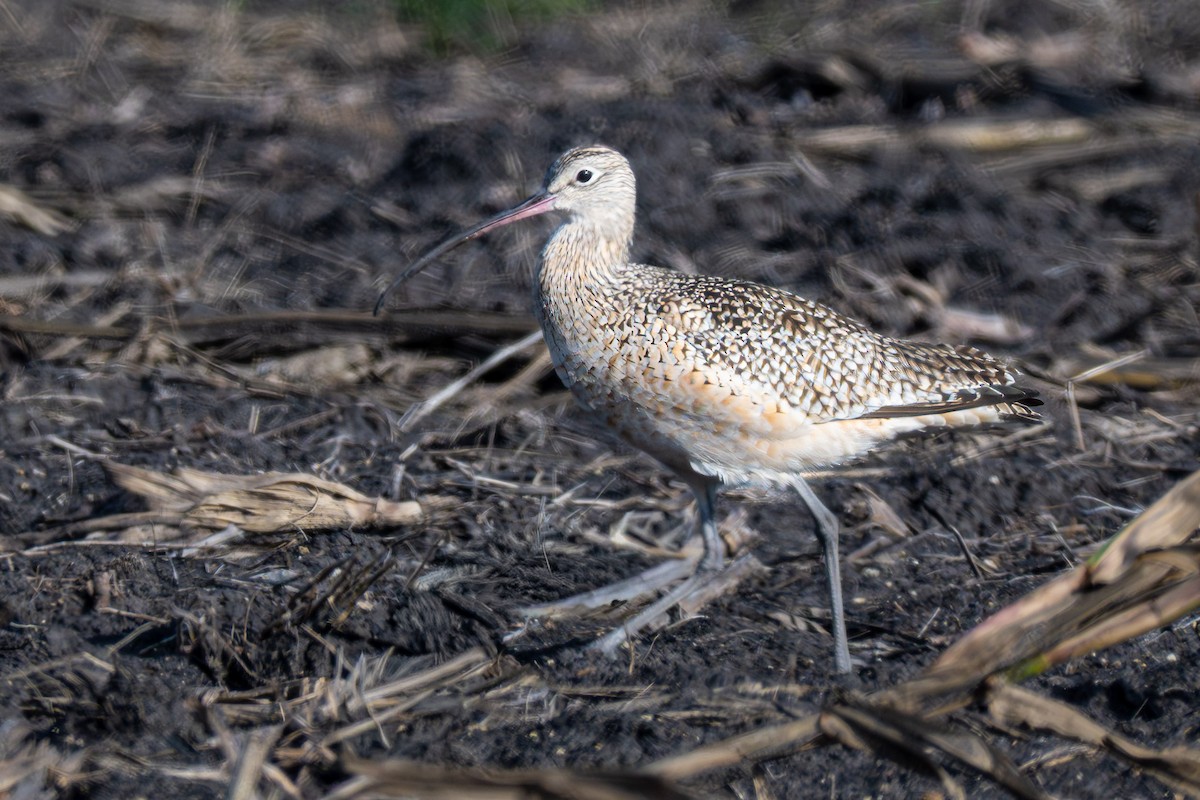 Long-billed Curlew - ML646602521