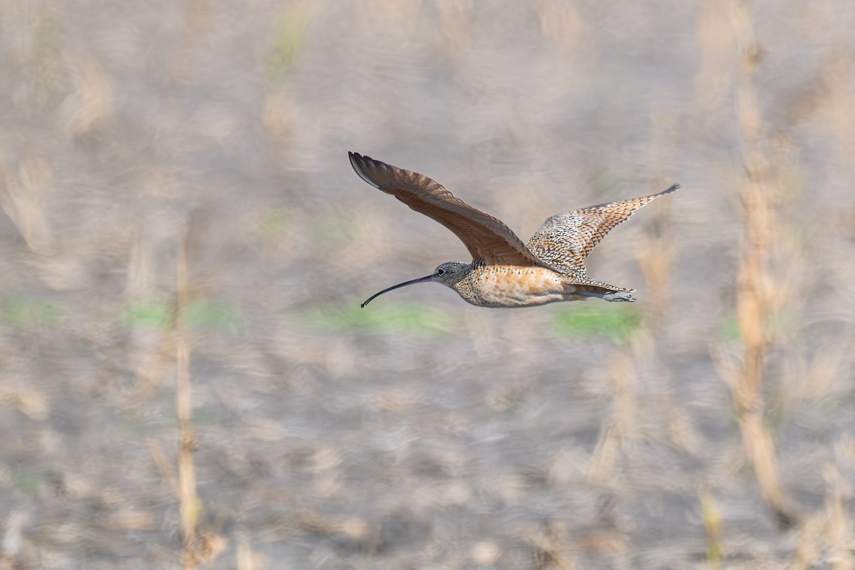 Long-billed Curlew - ML646602522