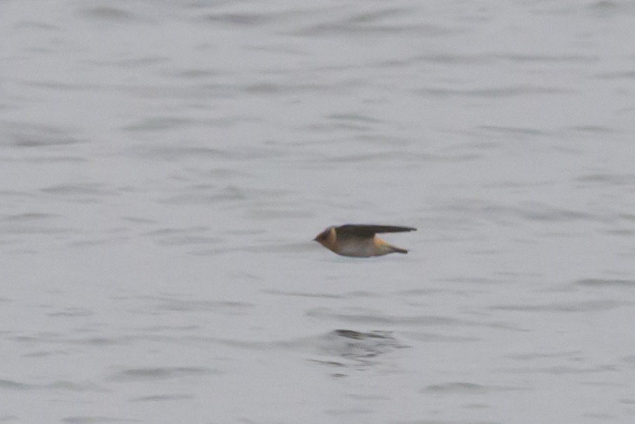 Cave Swallow - ML646602525