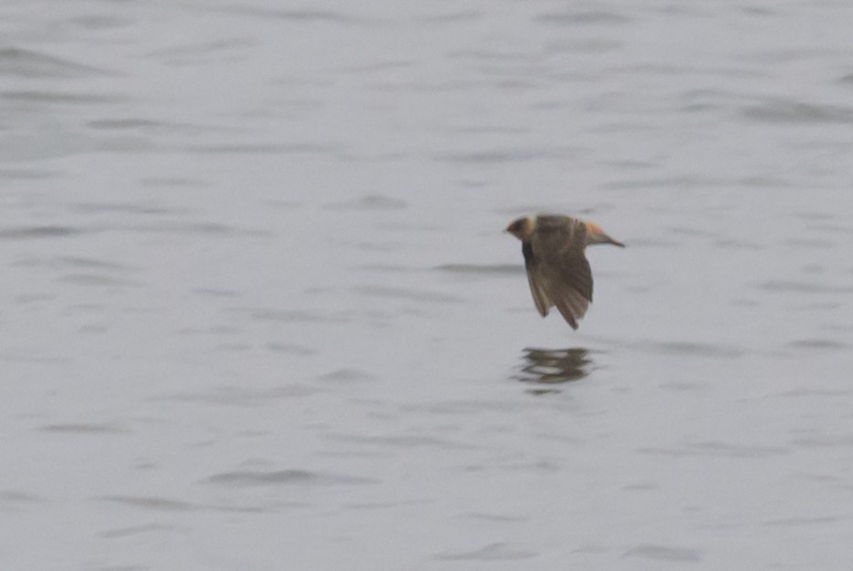 Cave Swallow - ML646602526