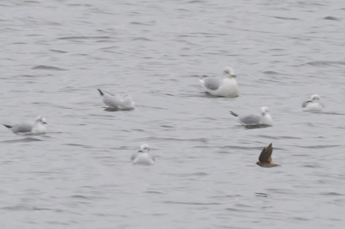 Cave Swallow - ML646602527