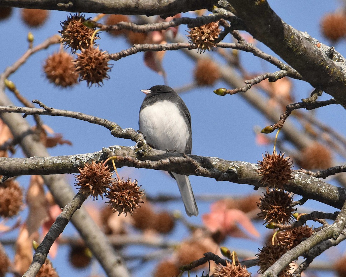 Dark-eyed Junco (Slate-colored) - ML646602531