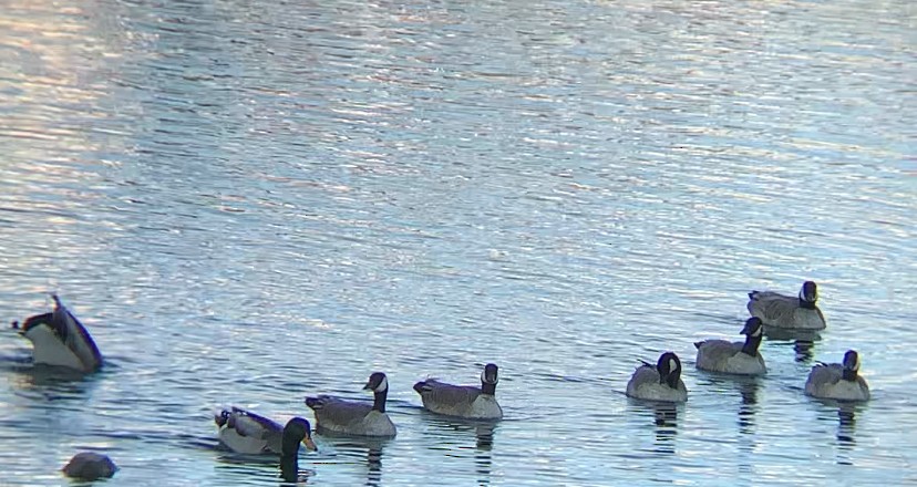 Cackling Goose - ML646602532