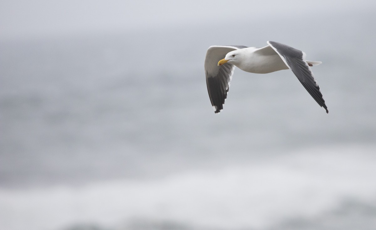 Western Gull - ML646602533