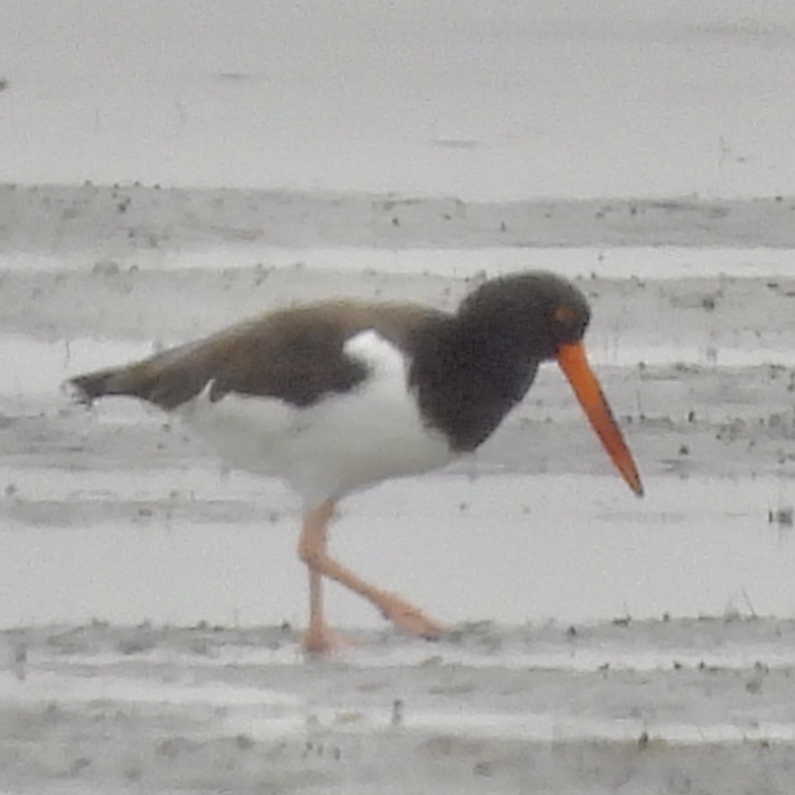 American Oystercatcher - ML646602537