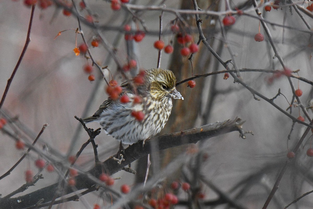 Cassin's Finch - ML646602539