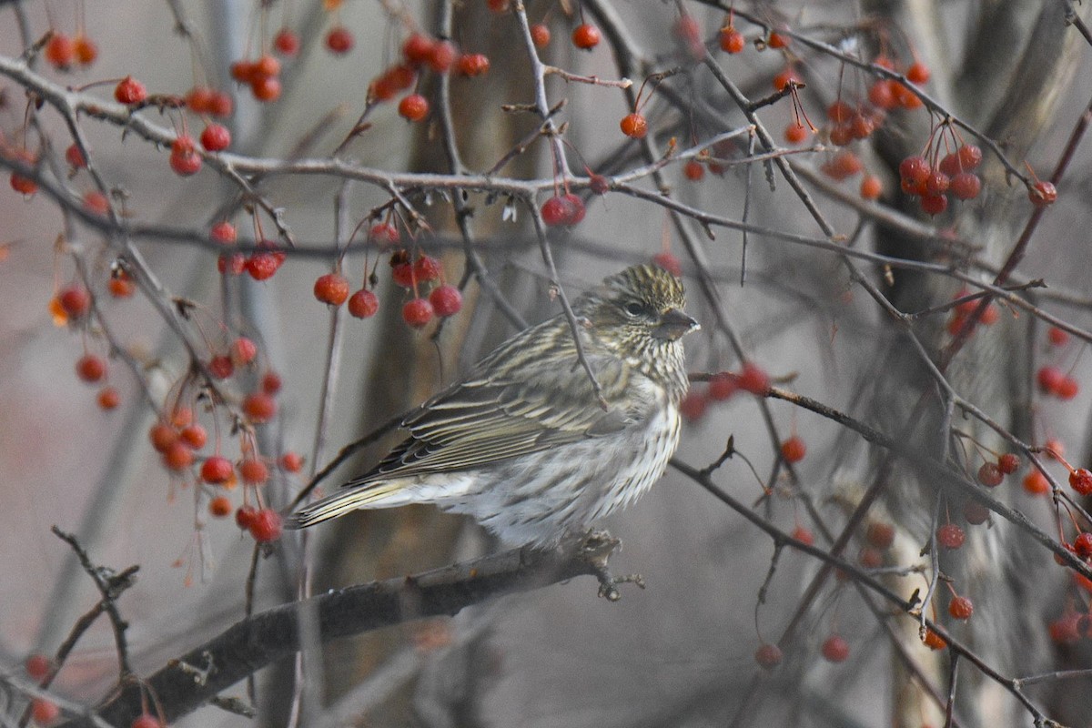 Cassin's Finch - ML646602540