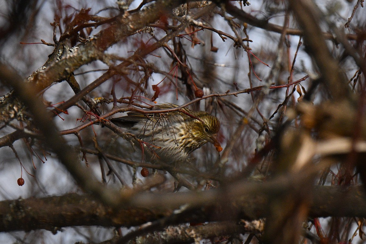 Cassin's Finch - ML646602541