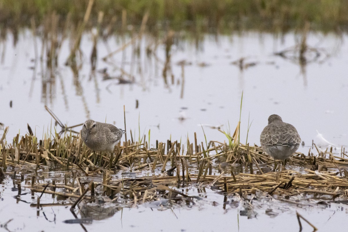 jespák rezavý - ML646602542