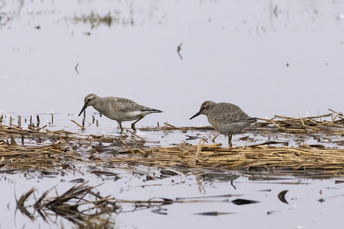 jespák rezavý - ML646602543