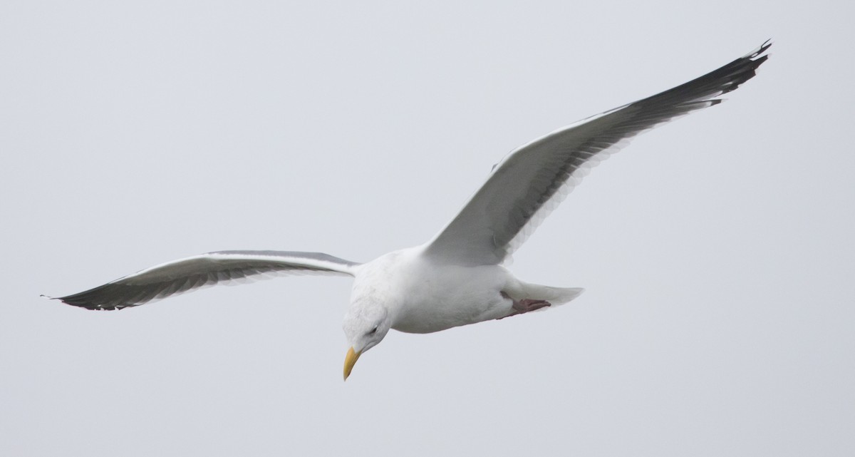 Western Gull - ML646602544