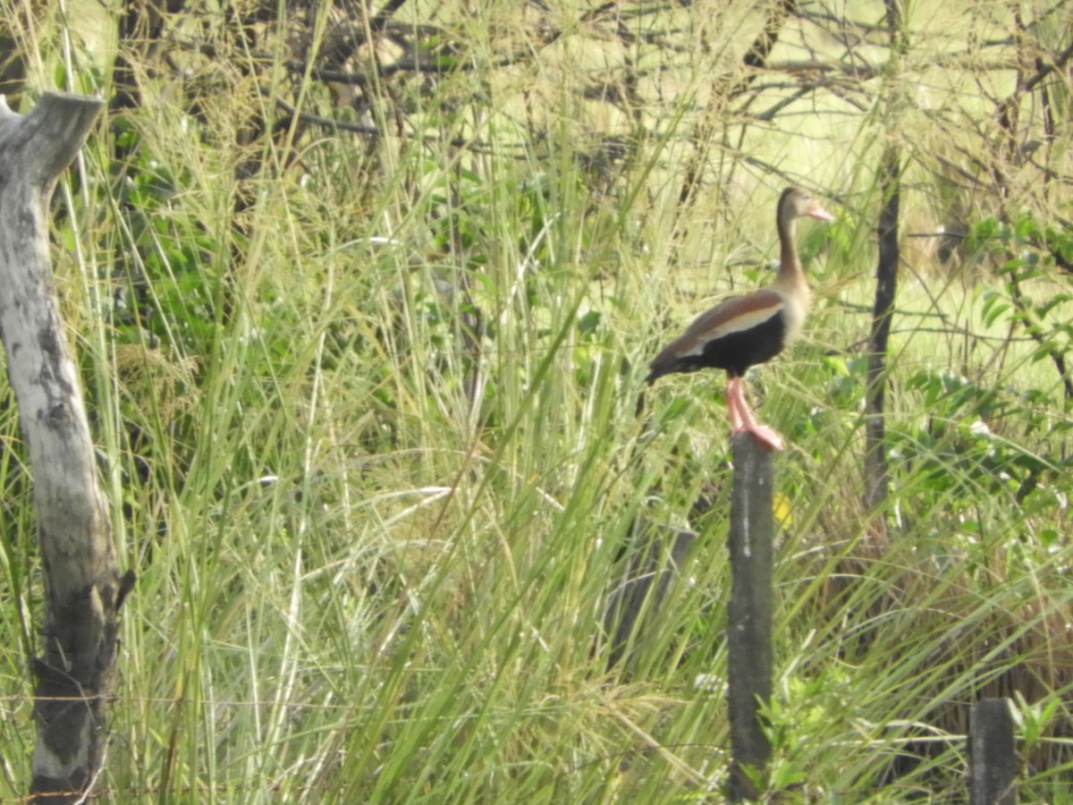 Black-bellied Whistling-Duck - ML646602545