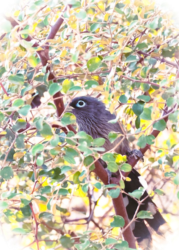 Малкога сірочерева - ML646602546