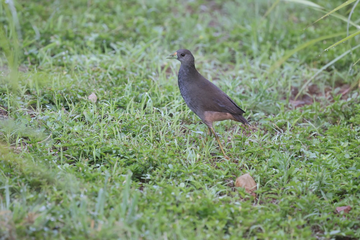 Pale-vented Bush-hen - ML646602548