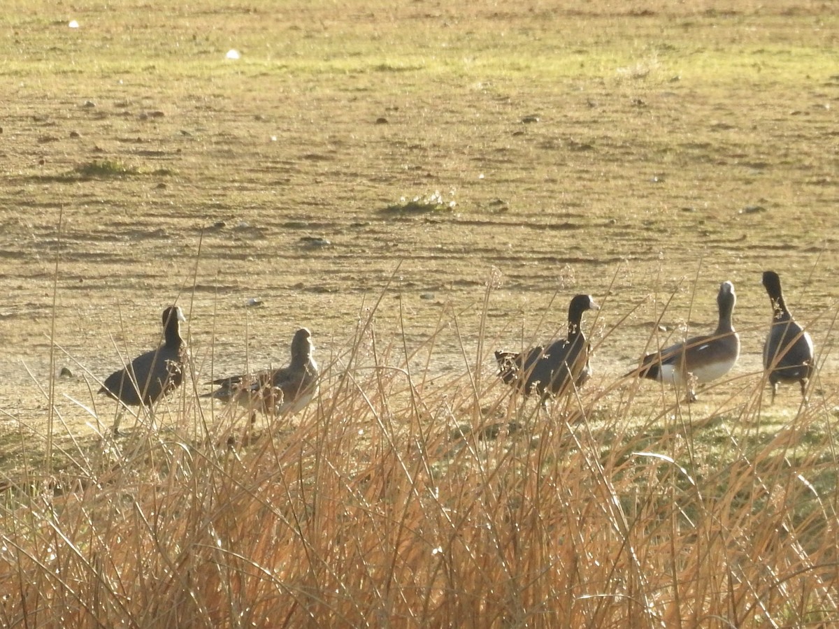 Canard d'Amérique - ML646602549