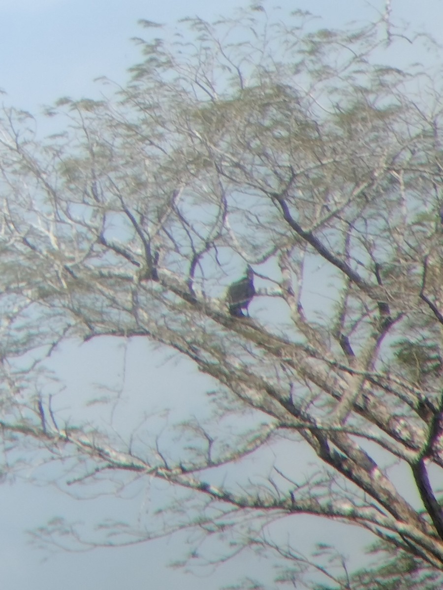 Turkey Vulture - ML646602551