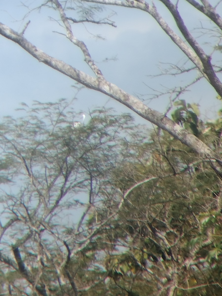 Turkey Vulture - ML646602552