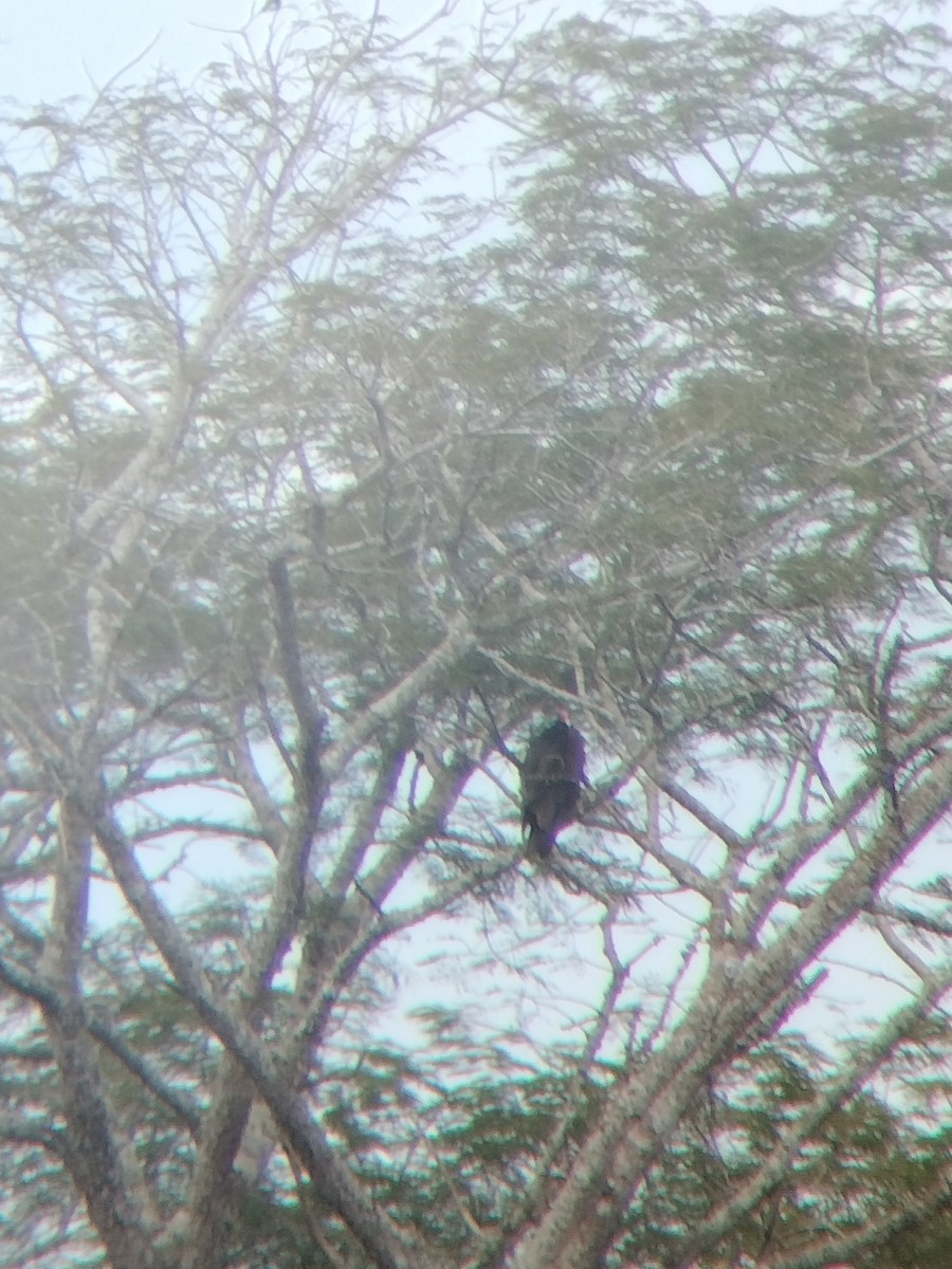 Turkey Vulture - ML646602553