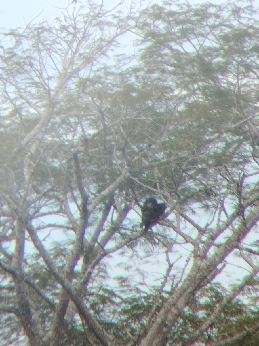 Turkey Vulture - ML646602554