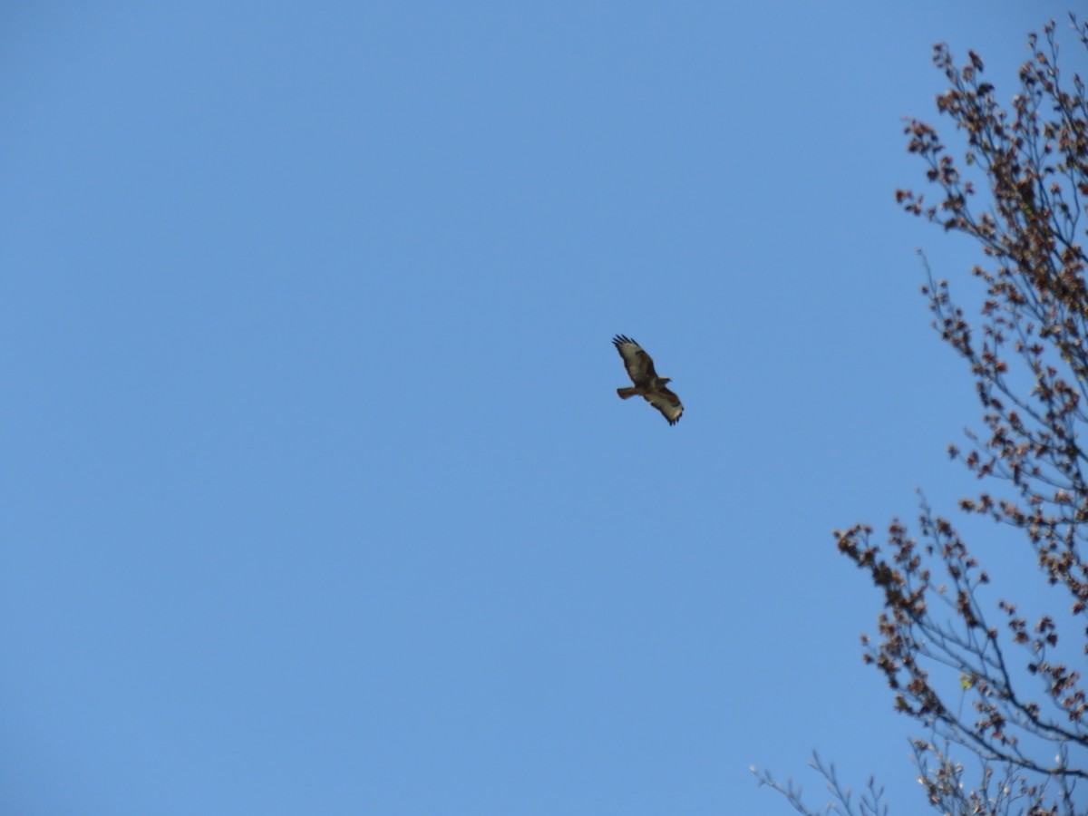 Buse variable - ML646602560