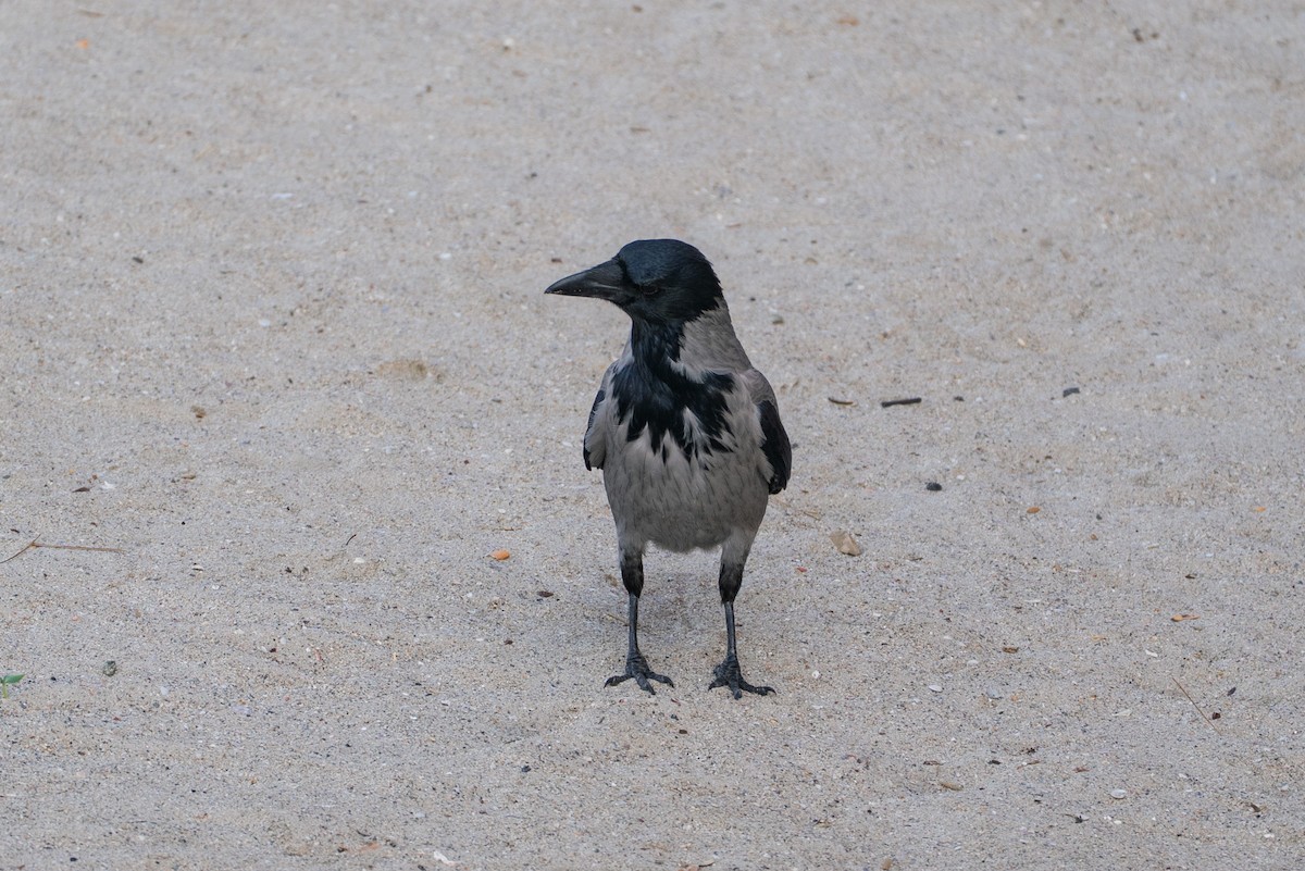 עורב אפור - ML646602561