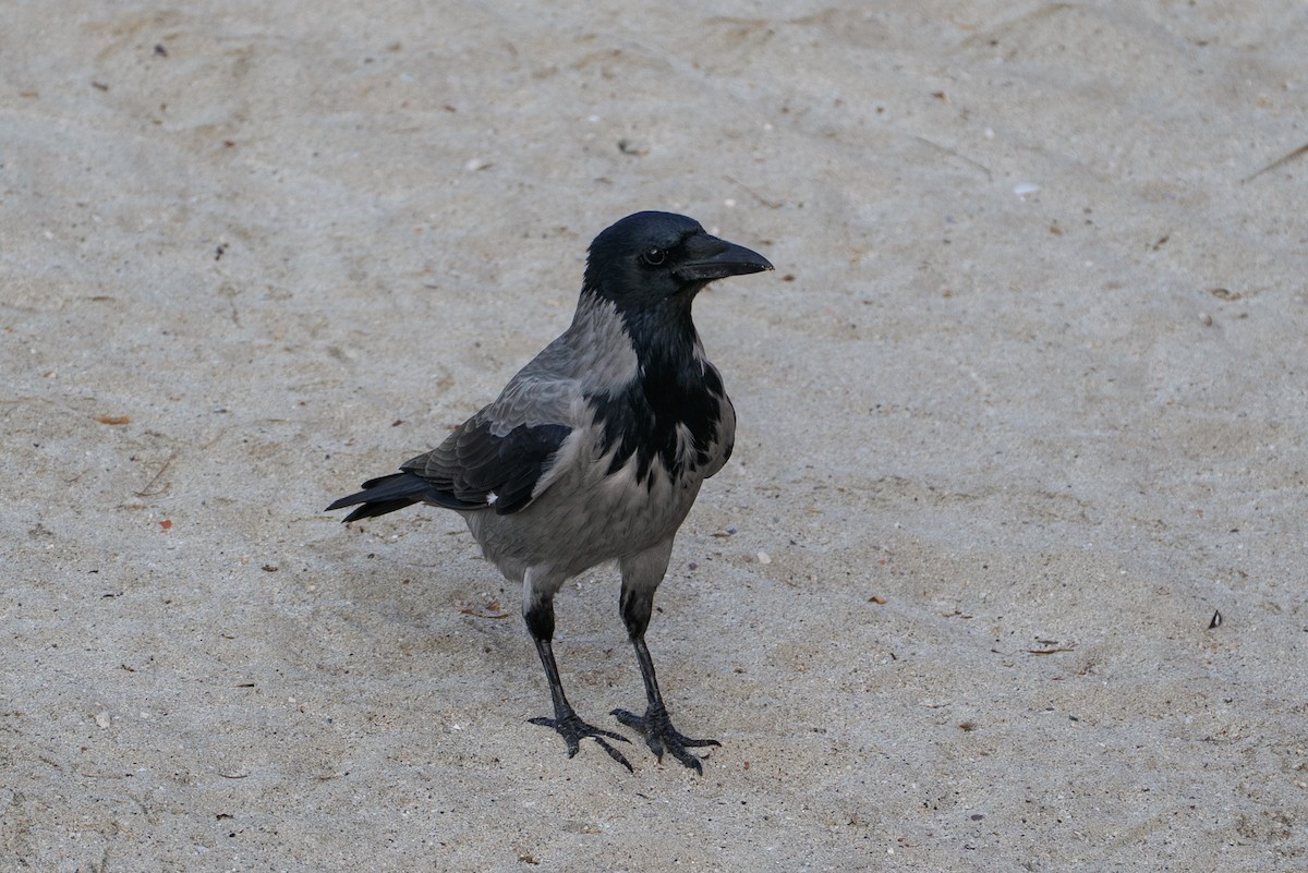 עורב אפור - ML646602562