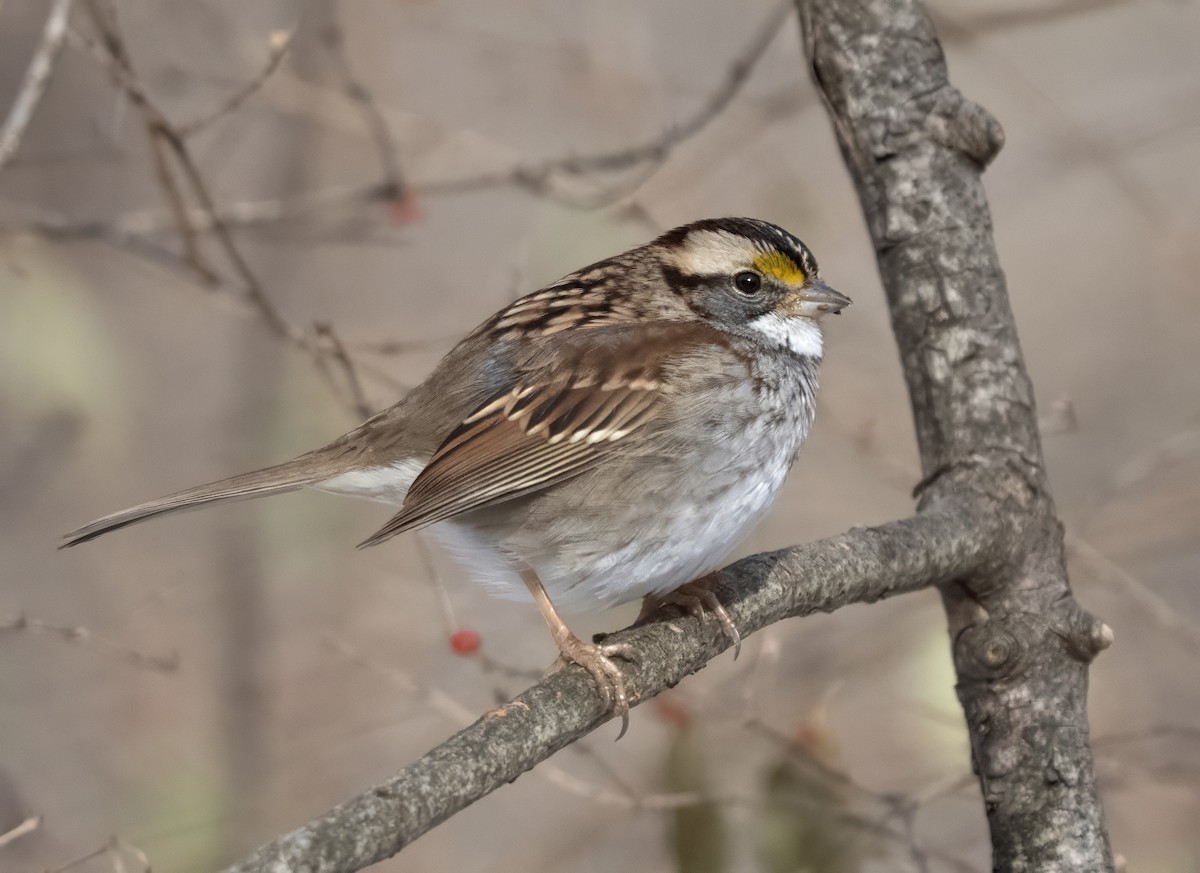 Chingolo Gorjiblanco - ML646602563