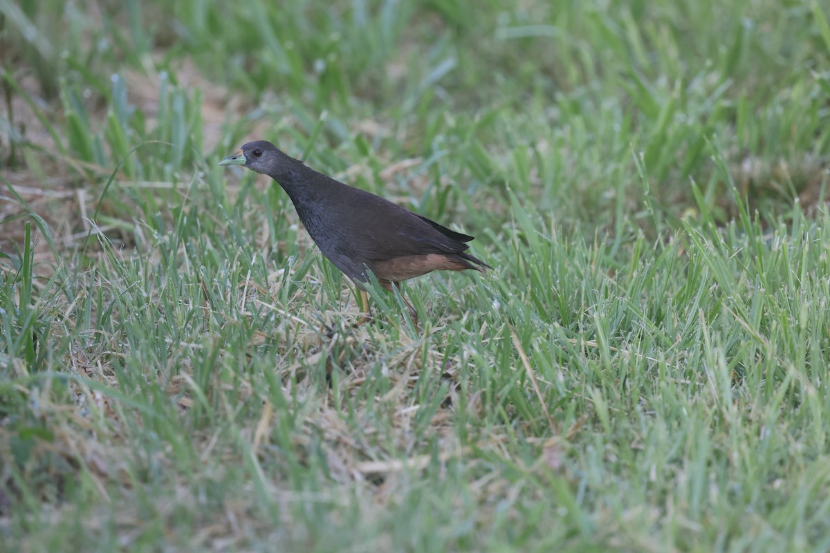 Pale-vented Bush-hen - ML646602566