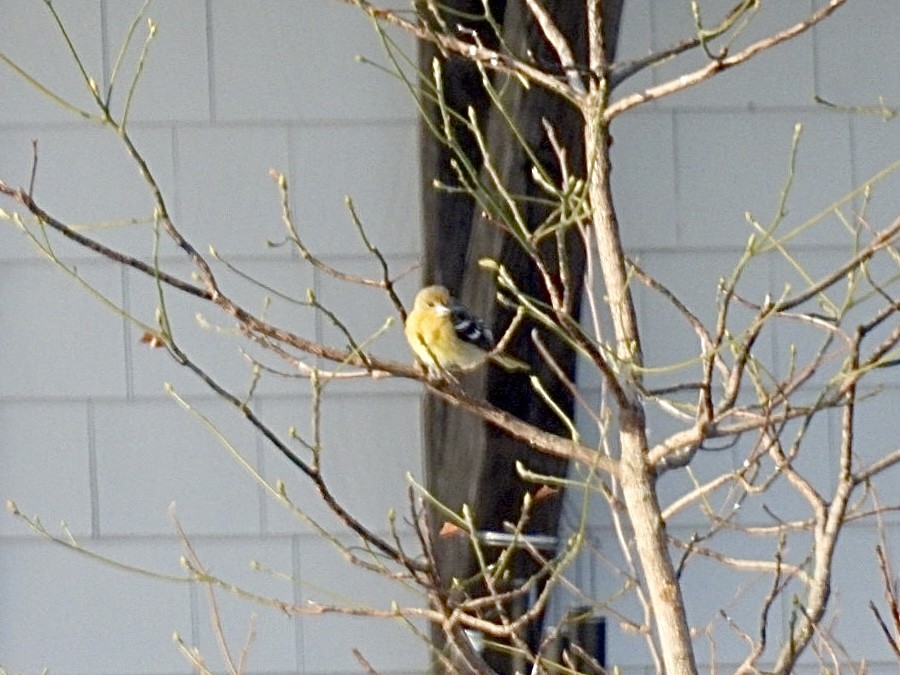 Baltimore Oriole - ML646602568