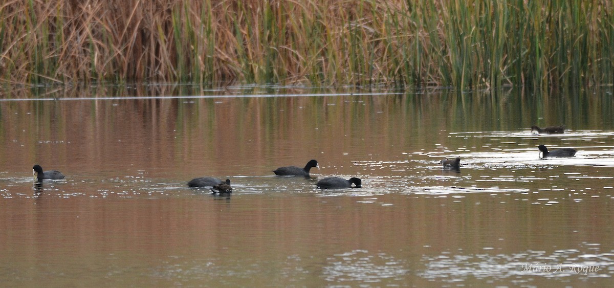 lyska černá - ML646602569