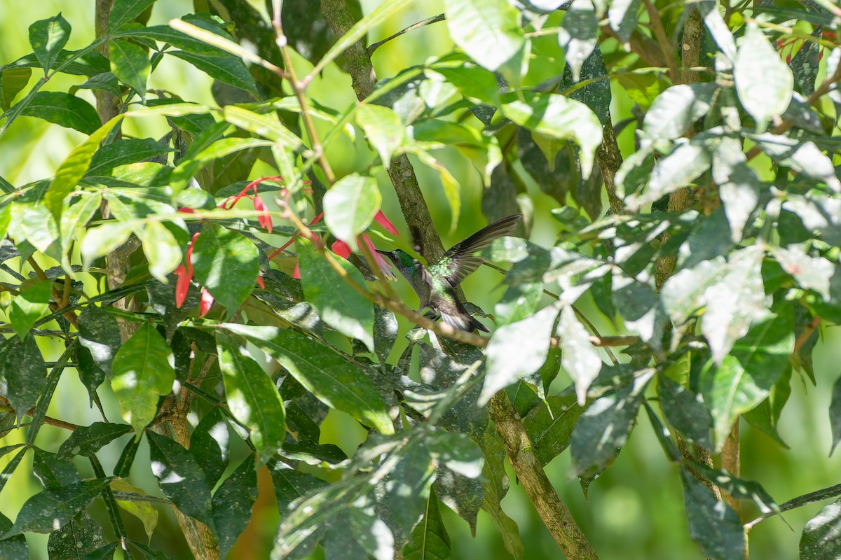 Ariane charmante - ML646602574