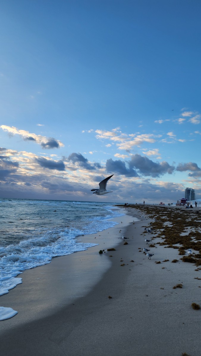 Ацтекская чайка - ML646602576