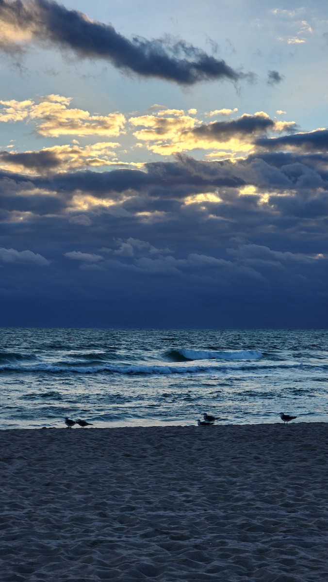 Ацтекская чайка - ML646602577