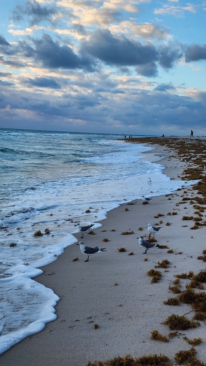 Ацтекская чайка - ML646602578