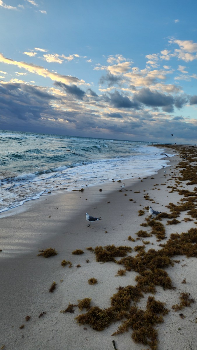 Ацтекская чайка - ML646602580