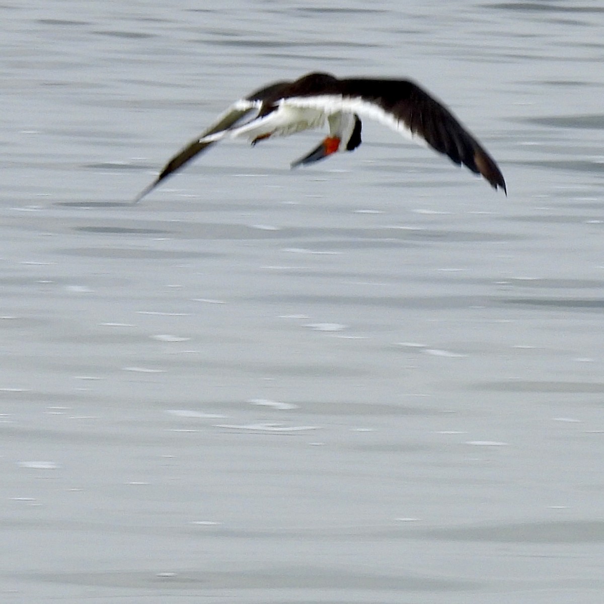 Black Skimmer - ML646602582
