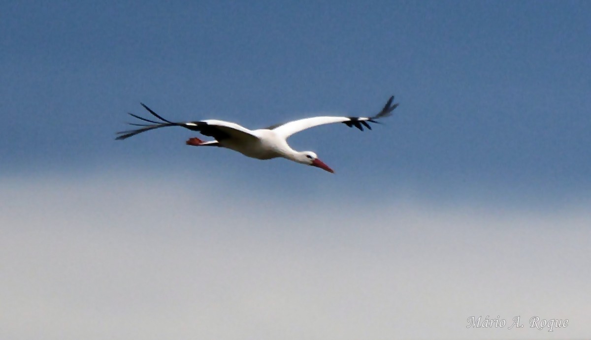 čáp bílý - ML646602589