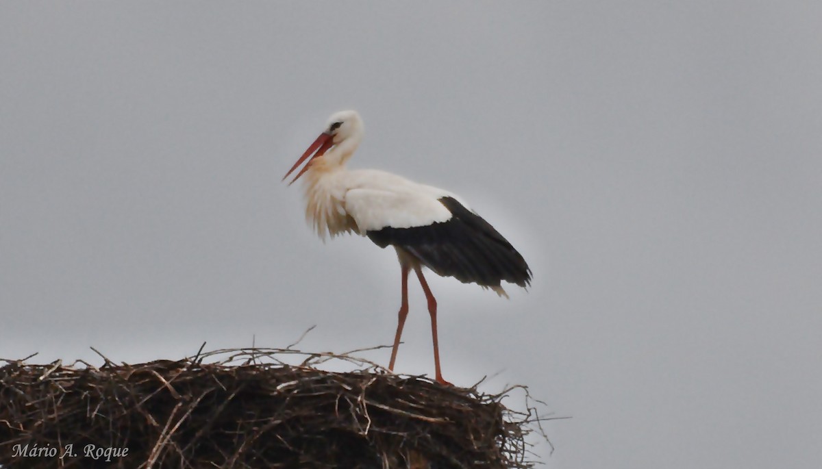 čáp bílý - ML646602590